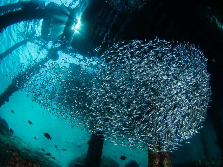 The Manta Jetty