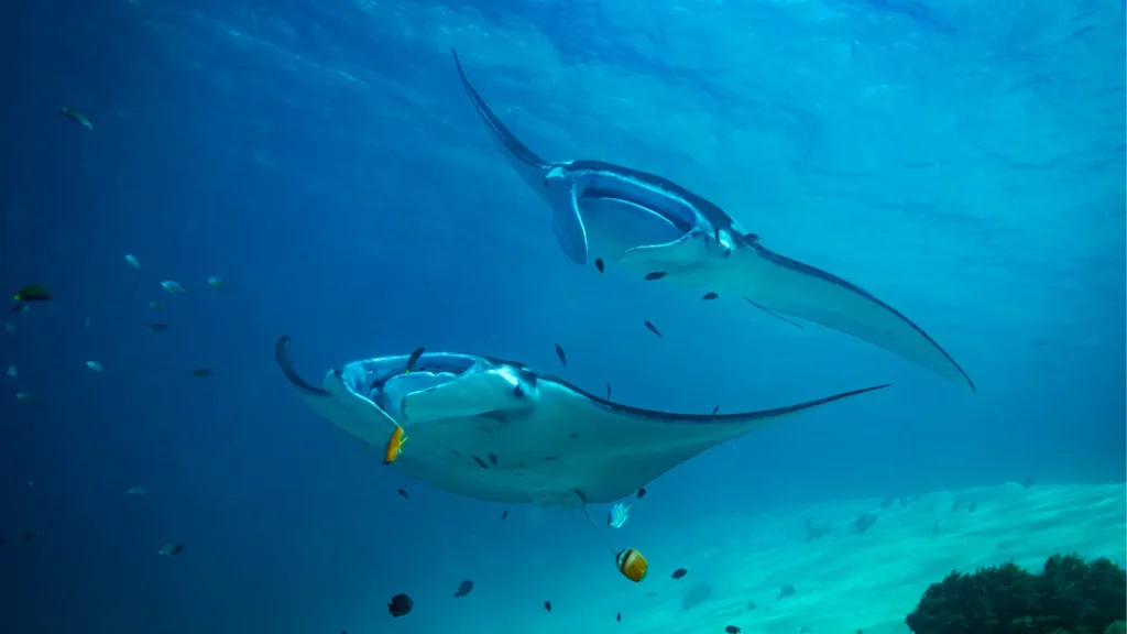 Manta Encounters